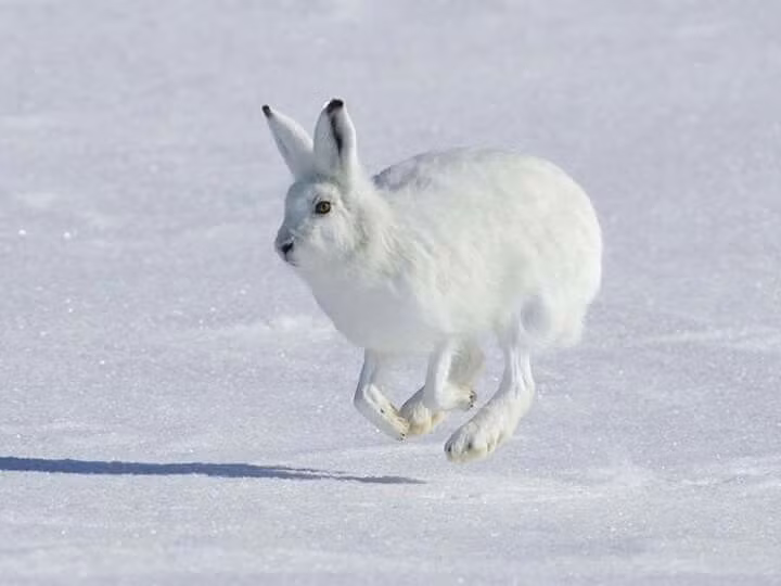 Khả năng chạy nhanh đáng kinh ngạc. Loài vật này có thể đạt vận tốc tới 60 km/h, nhờ đó dễ dàng thoát khỏi kẻ săn mồi như cáo Bắc cực hay sói. Ảnh: Pinterest.