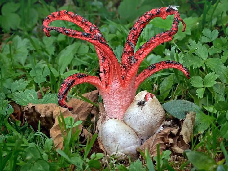 Thuộc họ nấm “lồng” kỳ dị. Chúng thuộc một họ nấm đặc biệt, vốn có hình cầu bao quanh khi chưa bung “xúc tu”. Ảnh: Pinterest.