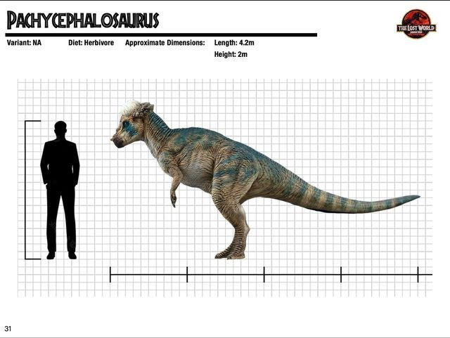 Chiều dài khoảng 4,5 mét. Cơ thể của Pachycephalosaurus khá nhỏ gọn, dài khoảng 4,5m và nặng khoảng 400–500kg. Ảnh: Pinterest.