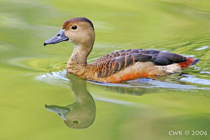 Phân bố rộng khắp vùng nhiệt đới. Các loài trong phân họ Dendrocygninae sống ở nhiều khu vực nhiệt đới và cận nhiệt đới trên thế giới, từ châu Phi, châu Á, châu Úc cho đến châu Mỹ. Chúng đặc biệt phổ biến tại các vùng đầm lầy, hồ nước nông, ruộng lúa và đồng cỏ ngập nước. Ảnh: Pinterest.