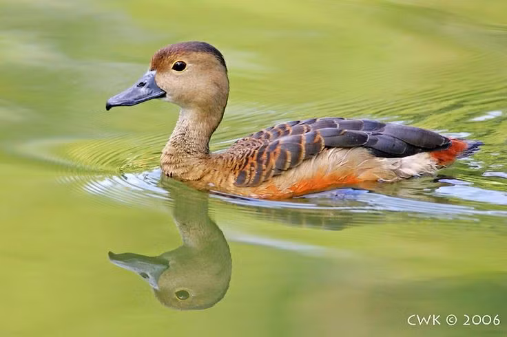 Phân bố rộng khắp vùng nhiệt đới. Các loài trong phân họ Dendrocygninae sống ở nhiều khu vực nhiệt đới và cận nhiệt đới trên thế giới, từ châu Phi, châu Á, châu Úc cho đến châu Mỹ. Chúng đặc biệt phổ biến tại các vùng đầm lầy, hồ nước nông, ruộng lúa và đồng cỏ ngập nước. Ảnh: Pinterest.