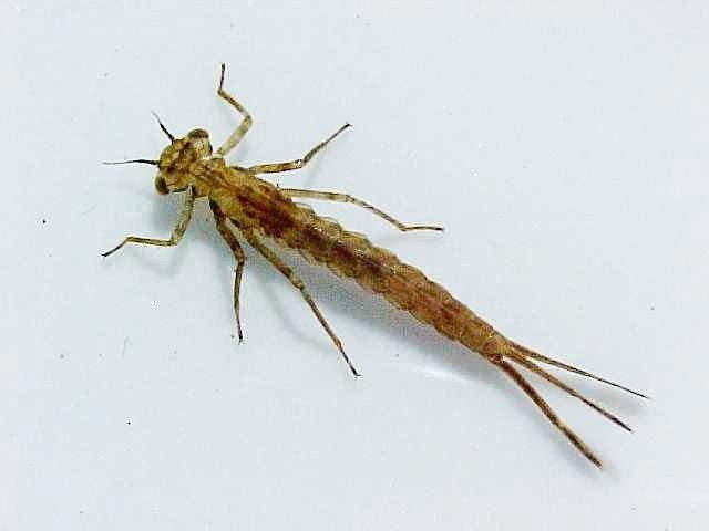 Ấu trùng sống hoàn toàn dưới nước. Giống các loài chuồn chuồn khác, chuồn chuồn kim trải qua giai đoạn ấu trùng dưới nước trước khi trưởng thành. Ấu trùng của chúng là những kẻ săn mồi nhỏ, ăn các sinh vật thủy sinh như ấu trùng côn trùng, giáp xác nhỏ và đôi khi cả nòng nọc. Ảnh: Pinterest.