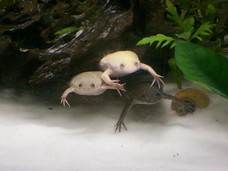 Sống gần như hoàn toàn dưới nước. Khác với nhiều loài ếch thường lên bờ, ếch không lưỡi gần như dành cả đời sống trong nước. Chúng có cơ thể dẹt, chân sau khỏe để bơi và mắt nằm trên đỉnh đầu, giúp quan sát môi trường khi cơ thể vẫn chìm dưới mặt nước. Ảnh: Pinterest.