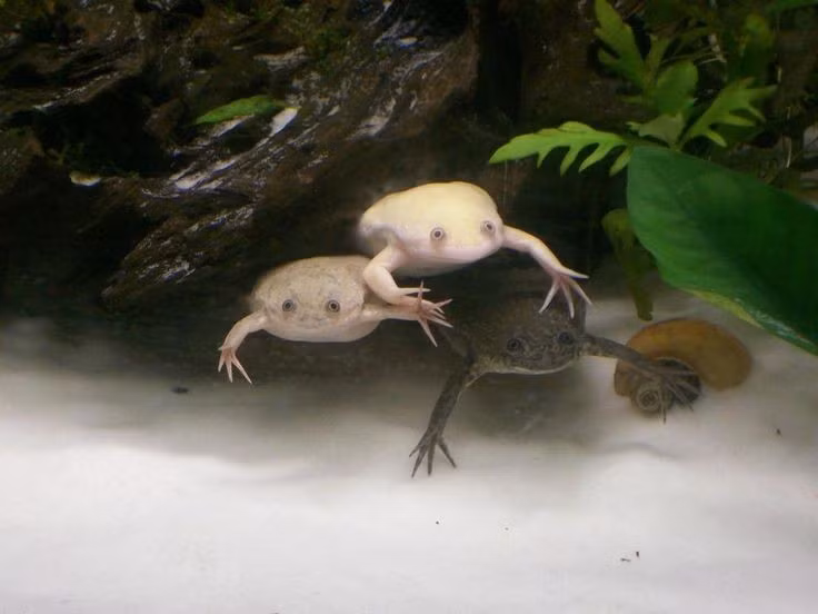 Sống gần như hoàn toàn dưới nước. Khác với nhiều loài ếch thường lên bờ, ếch không lưỡi gần như dành cả đời sống trong nước. Chúng có cơ thể dẹt, chân sau khỏe để bơi và mắt nằm trên đỉnh đầu, giúp quan sát môi trường khi cơ thể vẫn chìm dưới mặt nước. Ảnh: Pinterest.