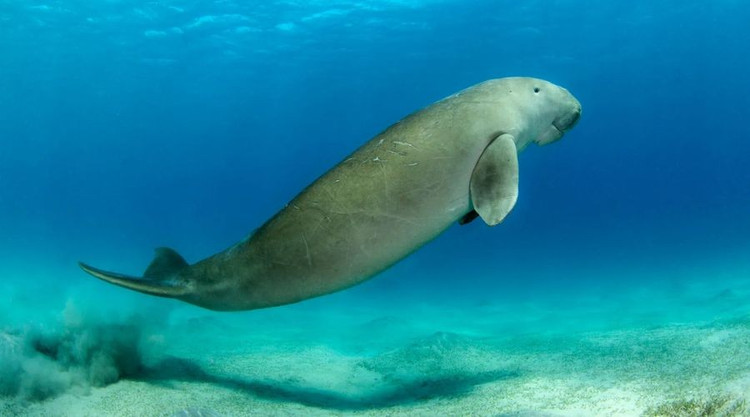 Ngôi nhà của nhiều loài động vật nguy cấp. Vườn quốc gia là nơi cư trú của dugong, cá heo, các loài chim biển cùng nhiều loài nằm trong Sách đỏ Việt Nam và thế giới. Ảnh: condao.com.vn.