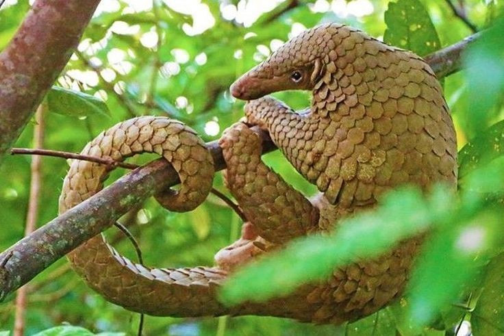 Her pangolin türünün farklı yaşam alışkanlıkları vardır. Bazıları ağaçlarda, bazıları ise orman veya çayır ortamına bağlı olarak yerde yaşar. Fotoğraf: Pinterest. Mỗi loài tê tê có thói quen sống khác nhau. Có loài sống trên cây, có loài sống dưới đất, tùy theo môi trường rừng hoặc đồng cỏ. Ảnh: Pinterest.
