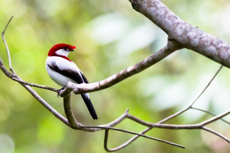 Được xếp hạng Cực kỳ nguy cấp. Do diện tích phân bố nhỏ và suy giảm sinh cảnh, loài này được Liên minh Bảo tồn Thiên nhiên Quốc tế xếp vào nhóm Cực kỳ nguy cấp. Bất kỳ thay đổi nào về nguồn nước hay thảm thực vật đều có thể ảnh hưởng nghiêm trọng đến quần thể ít ỏi còn lại. Ảnh: Pinterest.