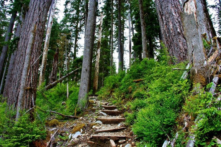 Thiên đường cho người yêu hoạt động ngoài trời. Vườn quốc gia Olympic có hàng trăm kilomet đường mòn cho đi bộ đường dài, leo núi và cắm trại. Ngoài ra, du khách còn có thể chèo thuyền kayak, quan sát động vật hoang dã hoặc khám phá các hồ băng và thung lũng sâu giữa rừng rậm. Ảnh: Pinterest.