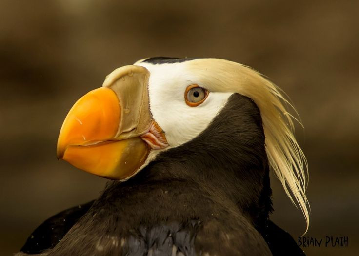 Màu mỏ thay đổi theo mùa. Mỏ chúng rực rỡ hơn trong mùa sinh sản để thu hút bạn tình. Ảnh: Pinterest.