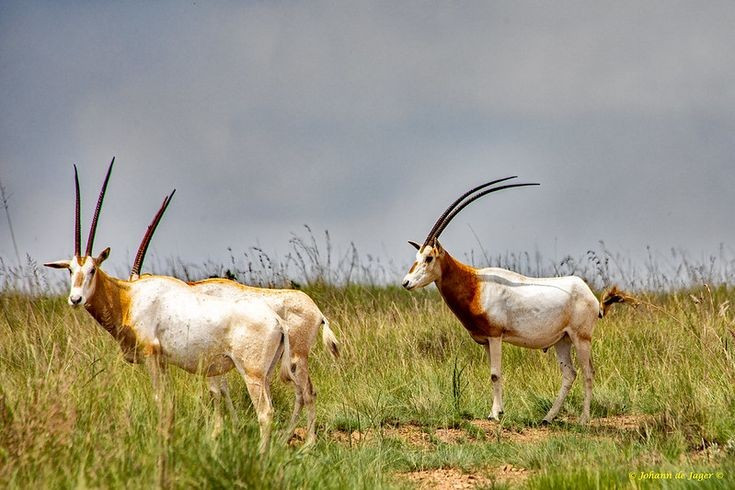Loài đã tuyệt chủng trong tự nhiên. Từng phân bố rộng khắp sa mạc Sahara, nhưng do săn bắn quá mức và mất môi trường sống, linh dương sừng kiếm đã biến mất khỏi tự nhiên từ cuối thế kỷ 20. Ảnh: Pinterest.