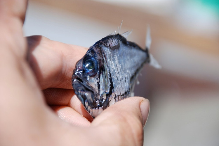 Là con mồi của nhiều loài cá lớn. Cá rìu đóng vai trò trung gian trong mạng lưới dinh dưỡng biển sâu, là thức ăn cho cá ngừ, cá kiếm và nhiều loài cá săn mồi khác. Nhờ khả năng phát sáng và thân hình mỏng, chúng giảm thiểu nguy cơ bị phát hiện nhưng vẫn không tránh khỏi áp lực từ những kẻ săn mồi lớn. Ảnh: inaturalist.org.