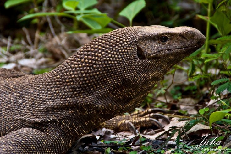 6. Rất nhút nhát và cảnh giác với con người. Khi bị đe dọa, chúng thường bỏ chạy, trốn trong hốc đá, trèo cây hoặc lao xuống nước thay vì tấn công. Ảnh: Pinterest.