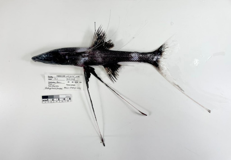 Chiến lược săn mồi thụ động. Thay vì bơi lội liên tục để tìm thức ăn, Bathypterois longifilis đứng yên trên “ba chân” và hướng đầu về phía dòng hải lưu. Khi sinh vật phù du hoặc động vật nhỏ trôi qua, chúng nhanh chóng đớp mồi bằng phản xạ chớp nhoáng. Ảnh: twimg.com.