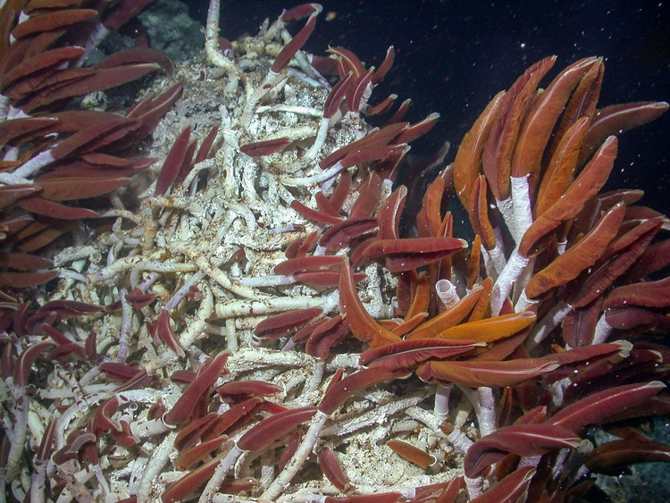 Phần “mào đỏ” đóng vai trò quan trọng cho sự sống. Cấu trúc đỏ rực nhô ra khỏi ống thực chất là cơ quan trao đổi khí, giàu hemoglobin giúp vận chuyển oxy và sulfua đến vi khuẩn cộng sinh. Ảnh: mbari.org.