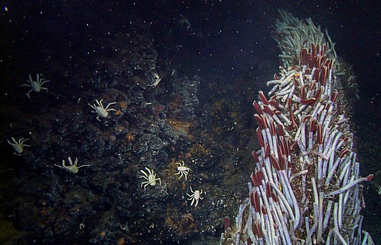 Hemoglobin có cấu trúc độc nhất vô nhị. Hemoglobin của giun ống khổng lồ có khả năng vận chuyển cả oxy lẫn hydro sulfua mà không bị ngộ độc, điều hiếm thấy ở các sinh vật khác. Ảnh: mbari.org.