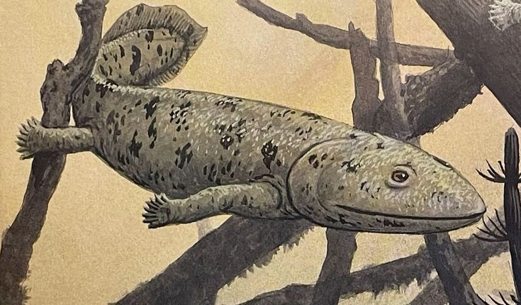 5. Không đi lại linh hoạt trên cạn. Dù có chi, Ichthyostega chưa thể đi lại như động vật cạn ngày nay mà chủ yếu “bò” bằng cách uốn cơ thể kết hợp với chi. Ảnh: Pinterest.