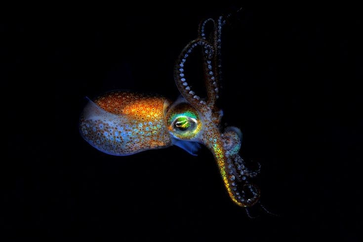Phát quang nhờ vi khuẩn. Chúng cộng sinh với vi khuẩn phát sáng trong túi quang học trên cơ thể. Ảnh: Pinterest.