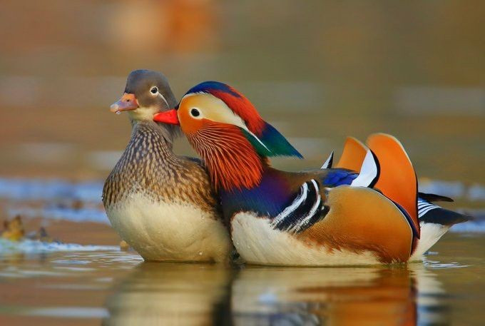 5. Là loài chim thích sống ở vùng nước ngọt tĩnh lặng. Uyên ương ưa sống gần ao hồ, đầm lầy và sông nhỏ có cây cối bao quanh, nơi chúng có thể dễ dàng ẩn nấp và kiếm ăn bằng cách lọc nước hoặc lặn nông. Ảnh: Pinterest.