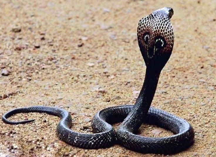 5. Rất thông minh và cảnh giác cao độ. Rắn hổ chúa có khả năng ghi nhớ lãnh thổ, tránh đối đầu không cần thiết và có xu hướng bỏ đi hơn là tấn công nếu không bị khiêu khích trực tiếp. Ảnh: Pinterest.