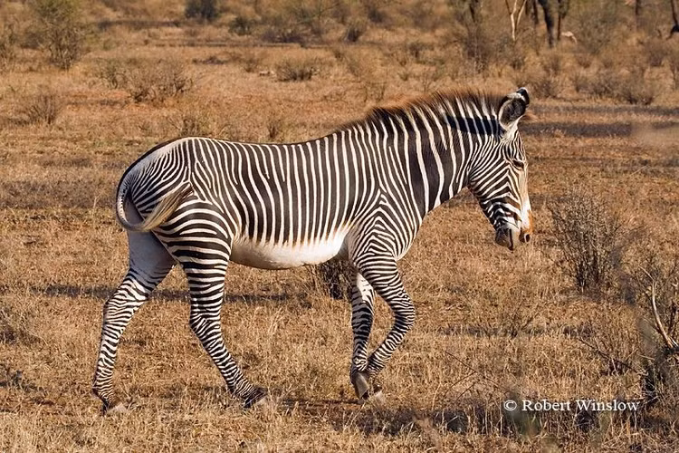 Ngựa vằn Grévy sống chủ yếu ở vùng bán sa mạc. Chúng phân bố ở miền bắc Kenya và nam Ethiopia, nơi khí hậu khô hạn và nguồn nước khan hiếm, buộc chúng phải di chuyển xa mỗi ngày để tìm thức ăn và nước uống. Ảnh: Pinterest.