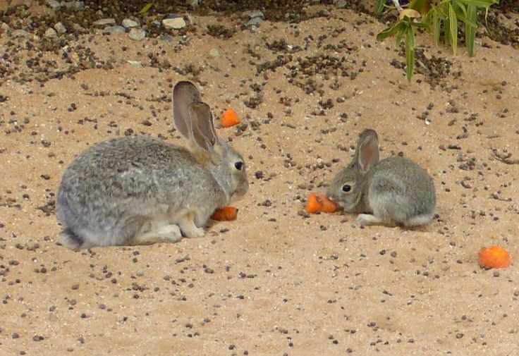 Thỏ cái có thể mang thai kép. Nhờ cơ quan sinh dục đặc biệt, thỏ cái có thể thụ thai lần hai khi vẫn đang mang thai. Ảnh: Pinterest.