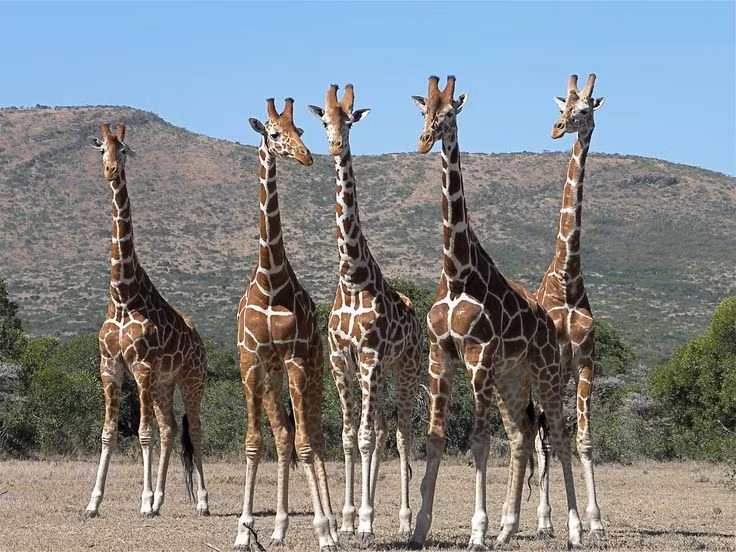 Hoa văn trên da là “dấu vân tay” riêng. Mỗi cá thể có hoa văn độc nhất, giúp nhận diện lẫn nhau giống như khuôn mặt con người.