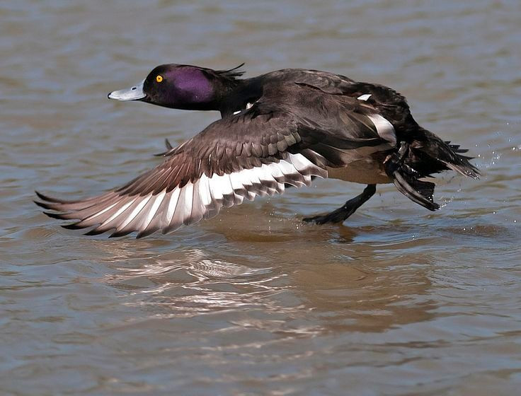 Có tiếng kêu khá trầm và ngắn. Khác với nhiều loài vịt kêu lớn, vịt mào phát ra âm thanh khàn, ngắn, thường nghe rõ nhất trong mùa sinh sản khi con trống giao tiếp với con mái. Ảnh: Pinterest.