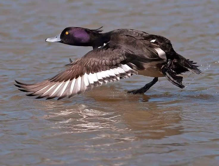 Có tiếng kêu khá trầm và ngắn. Khác với nhiều loài vịt kêu lớn, vịt mào phát ra âm thanh khàn, ngắn, thường nghe rõ nhất trong mùa sinh sản khi con trống giao tiếp với con mái. Ảnh: Pinterest.