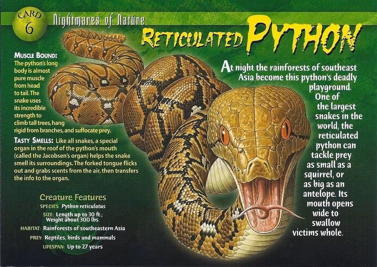 Trăn gấm là loài trăn dài nhất hành tinh. Cá thể dài nhất từng được ghi nhận đạt tới hơn 10 mét, khiến chúng trở thành huyền thoại trong thế giới bò sát. Ảnh: Pinterest.