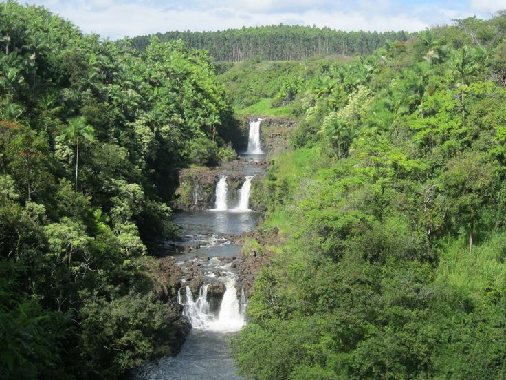 Nơi đây có các thảm thực vật thay đổi theo độ cao. Từ rừng mưa thấp lên tới rừng tre và đồng cỏ núi cao. Ảnh: Pinterest.