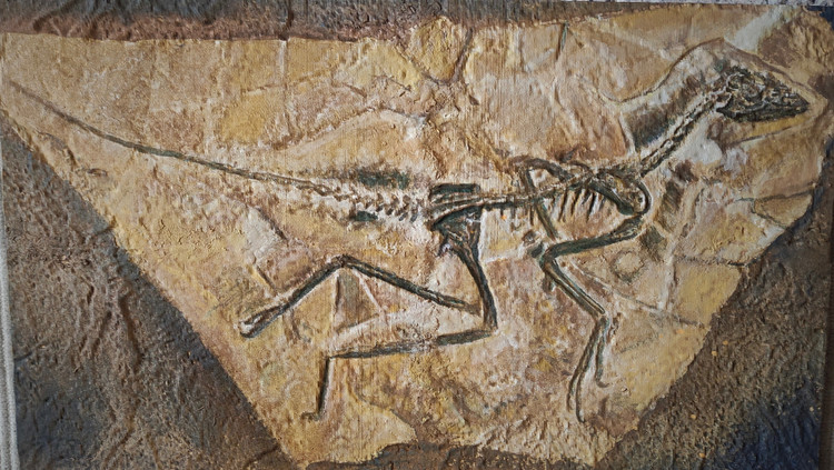 Hóa thạch được bảo tồn rất tốt. Các mẫu vật hóa thạch Epidexipteryx giúp nghiên cứu chi tiết cấu trúc lông vũ sớm. Ảnh: luisvrey.blog.