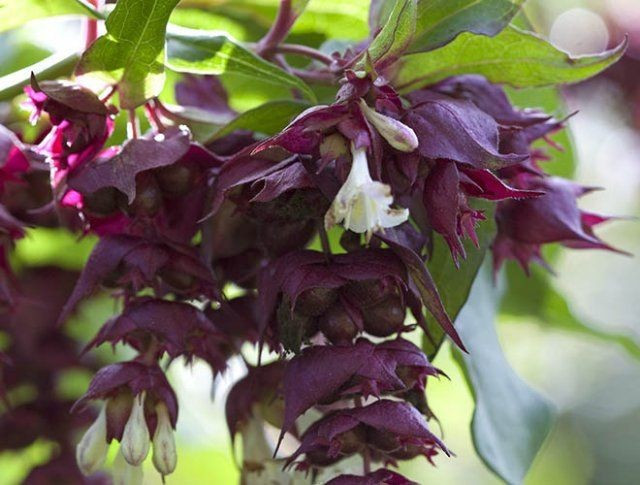 Được trồng làm cây cảnh ở nhiều quốc gia. Nhờ hình dáng đẹp và khả năng sinh trưởng nhanh, Leycesteria formosa được trồng phổ biến trong vườn cảnh tại châu Âu và Bắc Mỹ. Tuy nhiên, ở một số nơi, nó còn bị xem là loài ngoại lai có khả năng lan rộng mạnh. Ảnh: Pinterest.