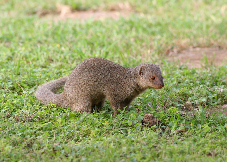 3. Cơ thể nhỏ gọn nhưng cực kỳ linh hoạt. Với chiều dài khoảng 25–40 cm và đuôi gần bằng cơ thể, chúng có thể luồn lách dễ dàng trong các bụi rậm và khe đá. Ảnh: iNaturalist.