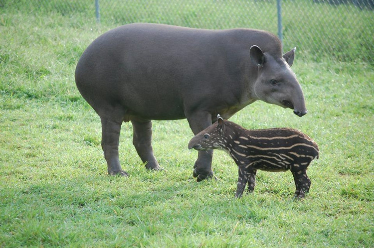 Con non có đốm sọc. Những vệt trắng trên lưng giúp lợn vòi con ngụy trang trong thảm lá rừng khi còn nhỏ. Ảnh: Pinterest.