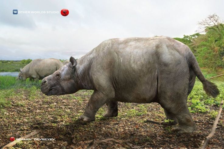 Thích nghi với môi trường nước. Cấu trúc cơ thể gợi ý rằng Toxodon có thể sống bán thủy sinh, tương tự hà mã ngày nay. Ảnh: Pinterest.