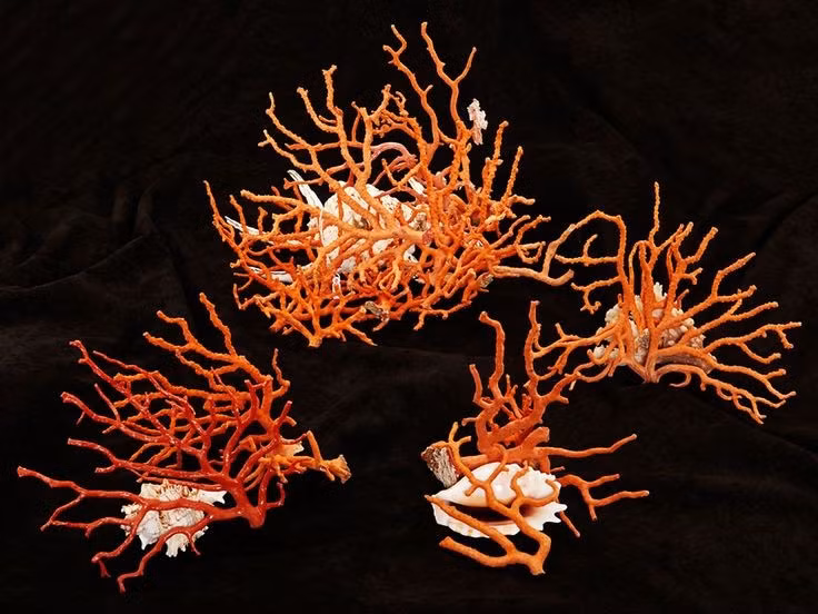 San hô đỏ sinh trưởng cực kỳ chậm. Mỗi năm chúng chỉ lớn thêm vài milimét, khiến việc phục hồi quần thể rất khó khăn. Ảnh: Pinterest.