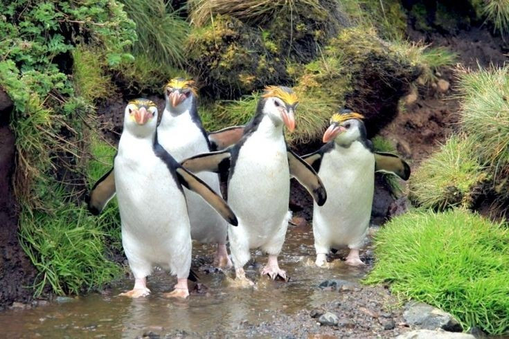 Chúng có cách nhận ra bạn đời bằng giọng kêu. Trong những quần thể đông đúc với hàng nghìn cá thể, chim cánh cụt hoàng gia nhận ra bạn đời và con non của mình chủ yếu nhờ âm thanh. Mỗi cá thể có tiếng kêu đặc trưng, giống như “chữ ký âm thanh” giúp chúng tìm đúng thành viên gia đình giữa đám đông hỗn loạn. Ảnh: Pinterest.