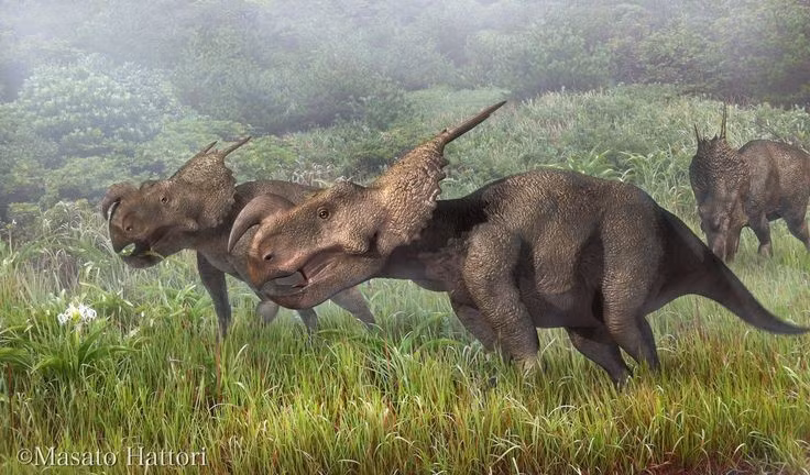 Sống theo nhóm để tăng khả năng sinh tồn. Nhiều hóa thạch Einiosaurus được tìm thấy tập trung tại cùng địa điểm, cho thấy chúng có thể sống và di chuyển theo đàn lớn. Hành vi này giúp giảm nguy cơ bị khủng long ăn thịt tấn công. Ảnh: Pinterest.