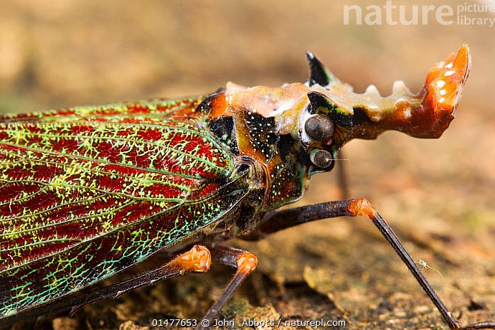 Là niềm cảm hứng nghệ thuật. Hình dáng kỳ lạ của ve sầu đầu rồng được các họa sĩ và nhà thiết kế dùng làm biểu tượng cho vẻ đẹp tự nhiên kỳ bí. Ảnh: infradoxxs.com.