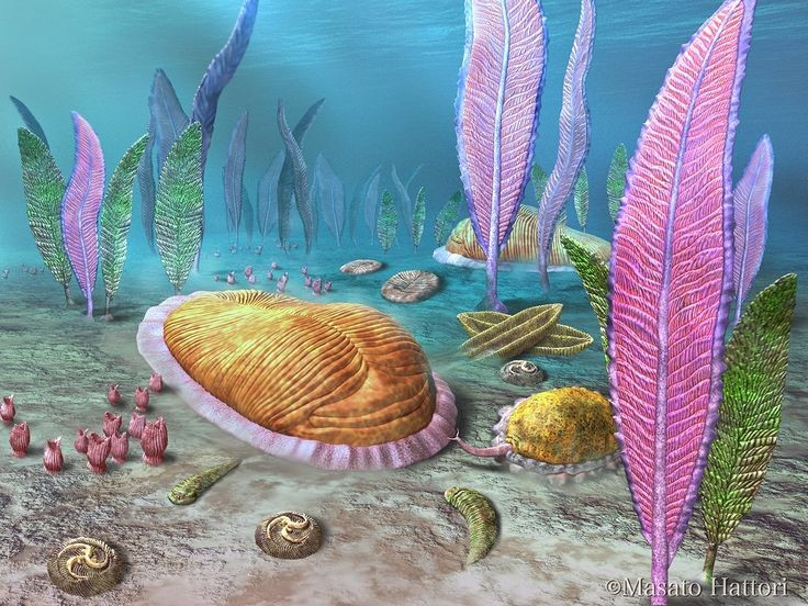 Không giống bất kỳ sinh vật hiện đại nào. Hình dạng của Charnia trông như một chiếc lá dương xỉ với các nhánh phân tầng đối xứng, nhưng lại không có cơ quan rõ ràng như miệng, ruột hay hệ tiêu hóa. Ảnh: Pinterest.