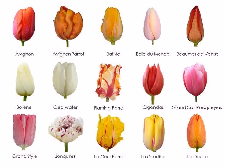 Có hơn 3.000 giống được đăng ký. Qua hàng thế kỷ lai tạo, con người đã phát triển hàng nghìn giống tulip với hình dáng cánh đơn, cánh kép, viền tua hay vân sọc độc đáo. Sự phong phú này khiến tulip luôn giữ vị trí đặc biệt trong ngành hoa cảnh toàn cầu. Ảnh: Pinterest.