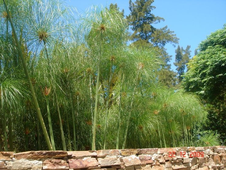 Nguyên liệu làm giấy papyrus. Người Ai Cập cổ dùng thân cây cói giấy để tạo ra giấy viết đầu tiên trong lịch sử. Ảnh: Pinterest.