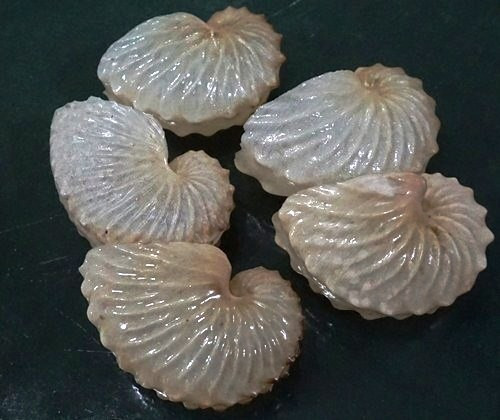 Được con người ngưỡng mộ từ thời cổ đại. Chiếc vỏ đẹp của mực phủ có cánh từng xuất hiện trong nhiều tác phẩm nghệ thuật và ghi chép cổ Hy Lạp. Ảnh: ebayimg.com.