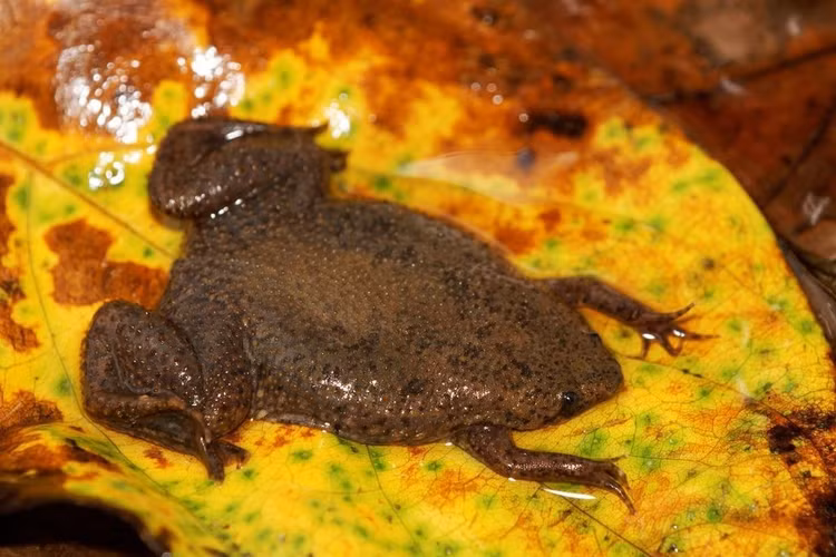 Phân bố chủ yếu ở châu Phi và Nam Mỹ. Các loài trong họ Pipidae chủ yếu sống ở những vùng nước ngọt tại châu Phi và một phần Nam Mỹ. Chúng thường xuất hiện trong ao, đầm lầy hoặc sông suối có dòng chảy chậm, nơi có nhiều sinh vật nhỏ làm nguồn thức ăn. Ảnh: inaturalist.org.