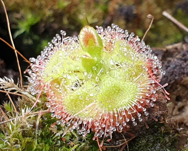 4. Có thể tự tiêu hóa con mồi. Sau khi giữ chặt côn trùng, cây sẽ tiết enzyme tiêu hóa như protease và phosphatase để phân giải mô mềm, hấp thụ dưỡng chất. Ảnh: succulentflytraps.com.au.