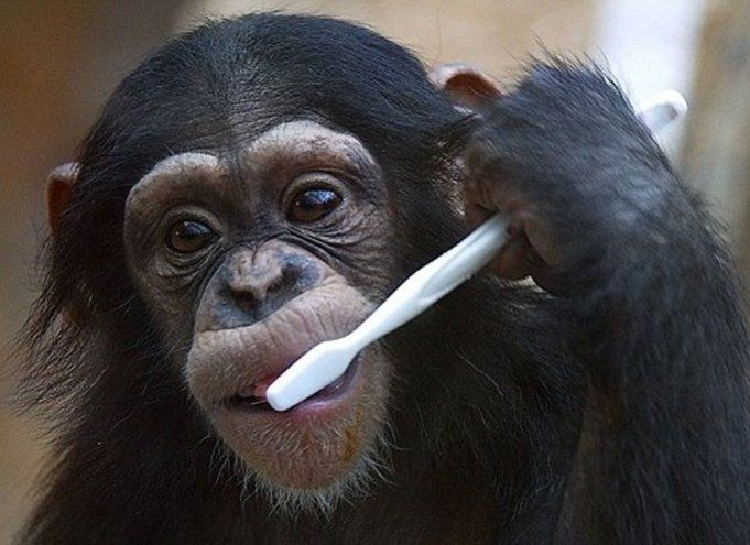 Tinh tinh có thể sử dụng công cụ. Chúng biết dùng que để bắt mối, hòn đá để đập quả cứng, thậm chí dùng lá cây làm “bình nước” – minh chứng cho tư duy sáng tạo đáng kinh ngạc. Ảnh: Pinterest.