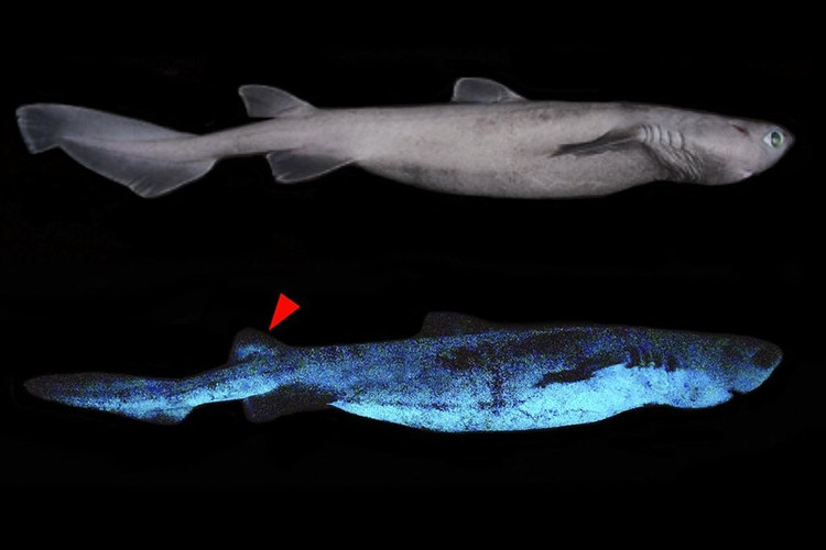 Thuộc nhóm cá mập cổ đại còn sót lại. Cá nhám sáu mang có lịch sử tiến hóa rất lâu đời, với tổ tiên xuất hiện từ hàng trăm triệu năm trước. Cấu trúc cơ thể của chúng vẫn giữ nhiều đặc điểm cổ xưa, chẳng hạn chỉ có một vây lưng nằm rất xa về phía sau cơ thể. Điều này khiến chúng trông khác biệt rõ rệt so với nhiều loài cá mập hiện đại. Ảnh: Pinterest.