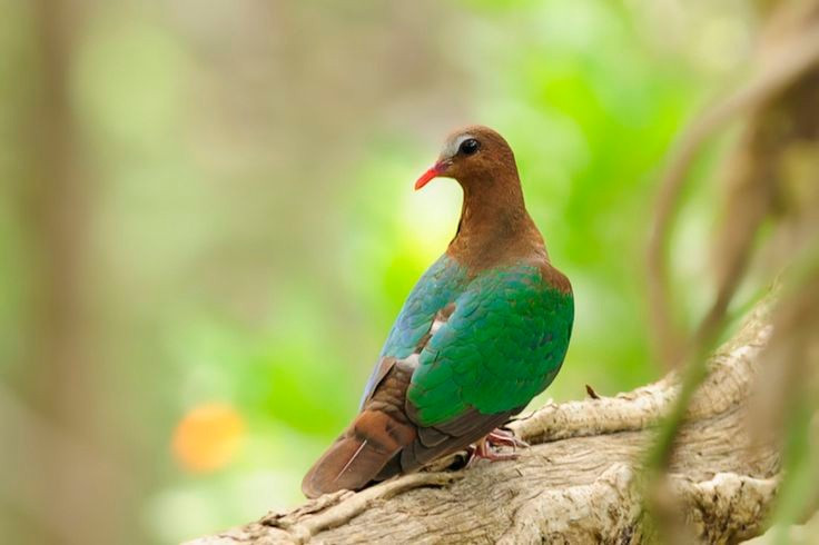 Tổ của chim cu luồng được làm khá đơn giản. Chúng chỉ dùng vài cành cây mảnh đặt trên bụi rậm hoặc cành thấp, nơi trứng và chim non được ngụy trang nhờ màu sắc môi trường xung quanh. Ảnh: Pinterest.