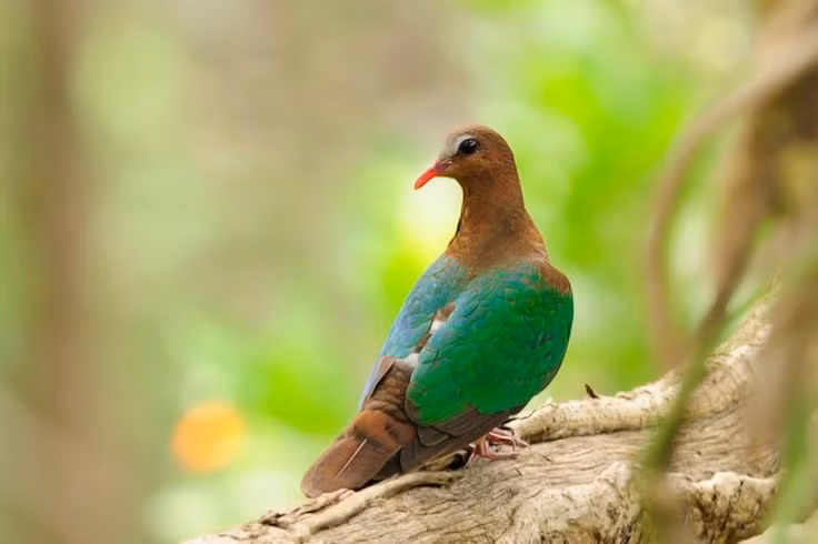 Tổ của chim cu luồng được làm khá đơn giản. Chúng chỉ dùng vài cành cây mảnh đặt trên bụi rậm hoặc cành thấp, nơi trứng và chim non được ngụy trang nhờ màu sắc môi trường xung quanh. Ảnh: Pinterest.