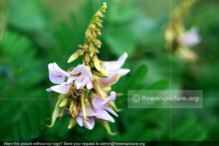 6. Hoa của cam thảo dây có màu hồng nhạt hoặc tím nhẹ. Chùm hoa nhỏ, thơm nhẹ, tạo nên vẻ đẹp dịu dàng đối lập với độc tính nguy hiểm của hạt. Ảnh: Pinterest.